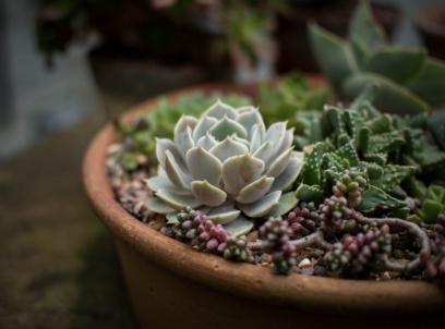 Najpiękniejsze kwiaty doniczkowe do Twojego mieszkania